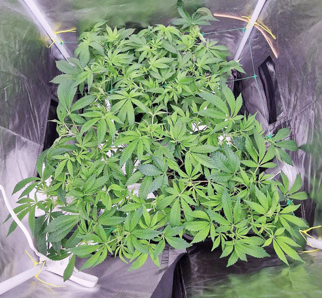 Распределение ветвей по сетке Переход к цветению Poddy Mouth