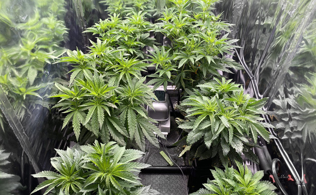 HST на 7 неделе выращивания Начало цветения и прибавка листьев