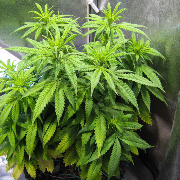 Дефицит питательных веществ Пожелтевшие нижние листья