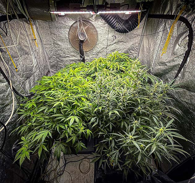 Начало 9 недели выращивания Куст Wedding Cheesecake Auto 98 см