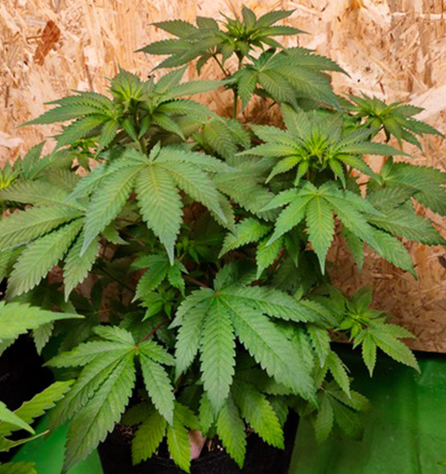 Образование фиолетового оттенка на соцветиях Желтеющая нижняя листва конопли