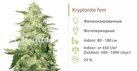 Сорт конопли Kryptonite Kryptonite fem (Pyramid Seeds)