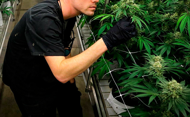 Работа в сфере выращивания конопли Выращивание конопли