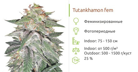 Сорт марихуаны Tutankhamon Tutankhamon от Pyramid Seed