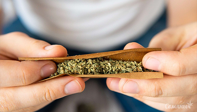 Как скручивать канна-сигары Как сделать Свишер Блант