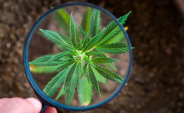 Селекционеры Eva Seeds Eva Seeds: выведение новых сортов