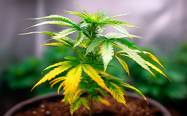 Как отличить световой ожог от удобрений