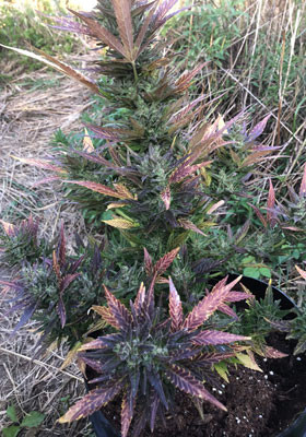 Созревшее растение Pineapple Express auto Цветение марихуаны Pineapple Express Auto