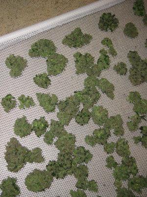 Результат харвеста Шишки Tangie'matic auto