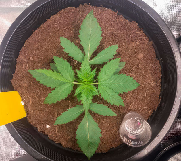 Полив конопли Конопля на 2 неделе роста