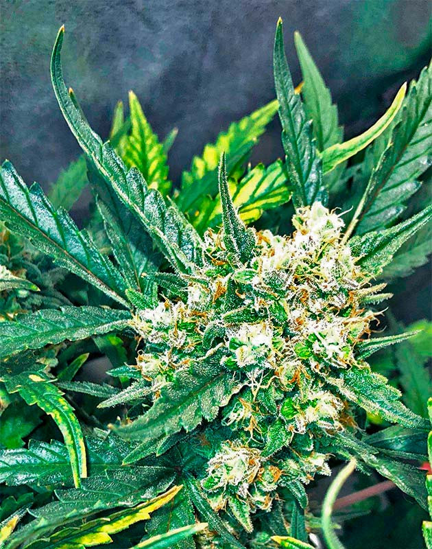 9 неделя роста марихуаны Трихомы на шишках конопли