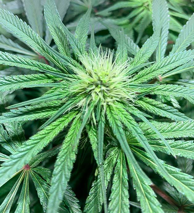 Куст конопли на 9 неделе роста Куст сорта Trainwreck Fast Version ростом 56 см