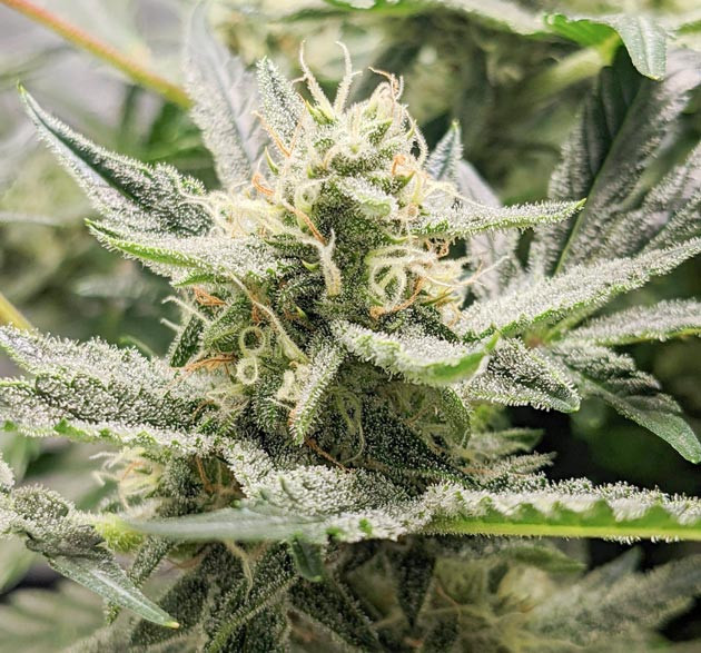 Искренний восторг от Bruce Banner Auto Высокое качество смолы Bruce Banner Auto