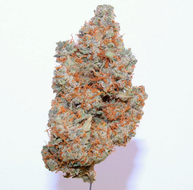 Общие впечатления грова Orange Apricot Glue XL Auto Шишка сорта Orange Apricot Glue XL Auto