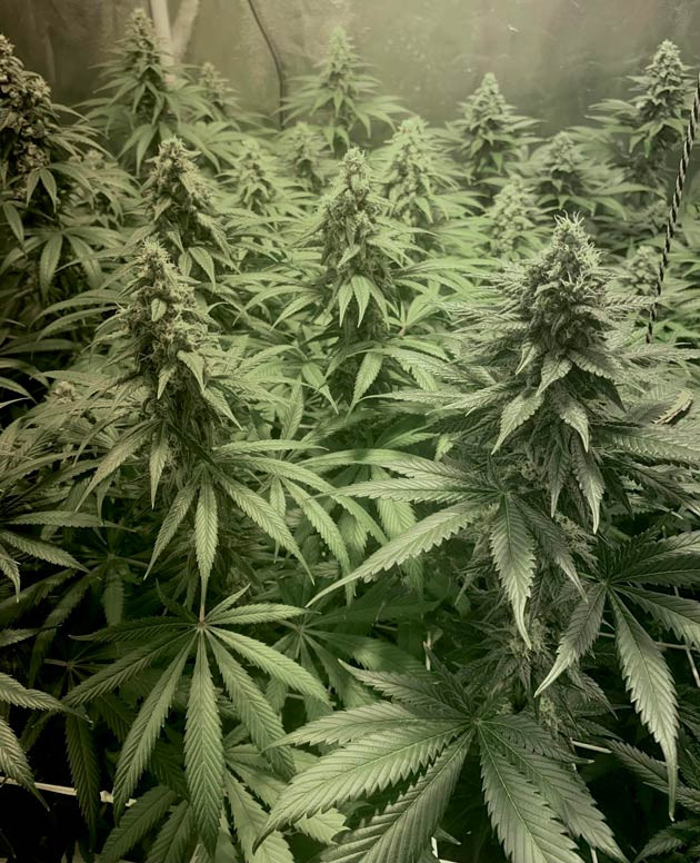 Появление сильного аромата у конопли 11 неделя выращивания марихуаны