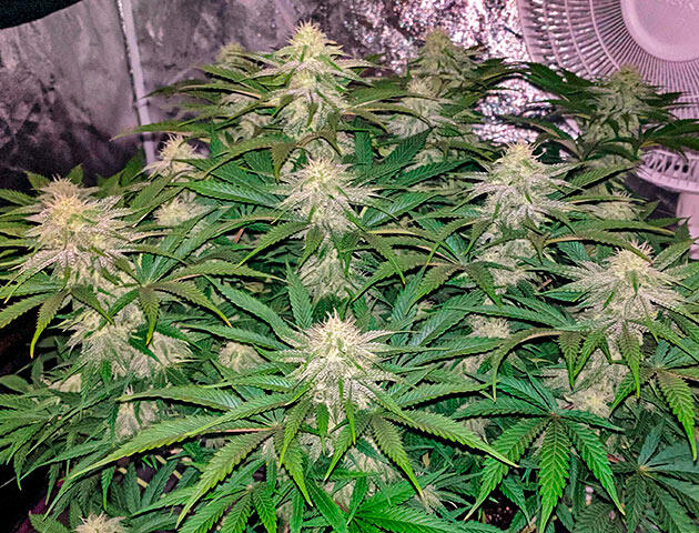 11-я неделя цветения марихуаны Конопля с плотными шишками, покрытыми густым белым слоем трихом