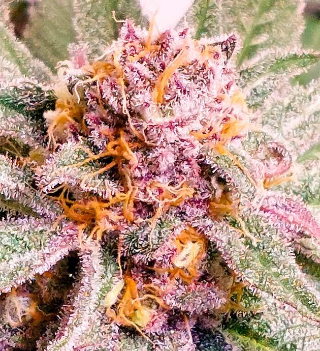 Промывка марихуаны Шишка конопли, покрытая снежными трихомами