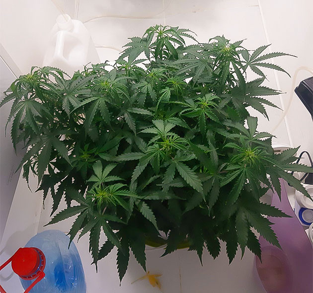 Полив и уход за растихой Уход в больнице Bruce Banner Auto