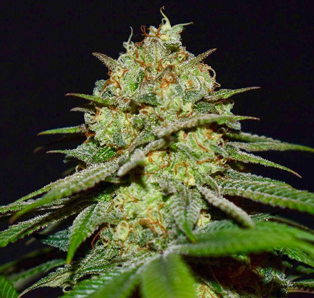 Соцветие Grandmommy Purple Шишка покрытая трихомами и оранжевыми стигмами