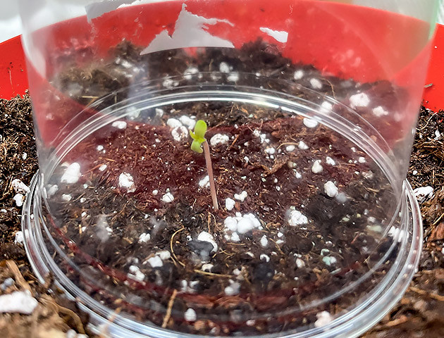 Пророст семян сорта Bruce Banner #3 Проращивание семян конопли Bruce Banner #3