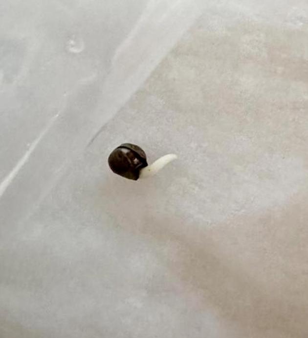 Проращивание семени Проращивание сорта Mimosa Evo