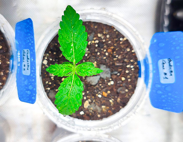 Удобрения для конопли Росток Godzilla Original Glue GG#4 от Herbies Seeds