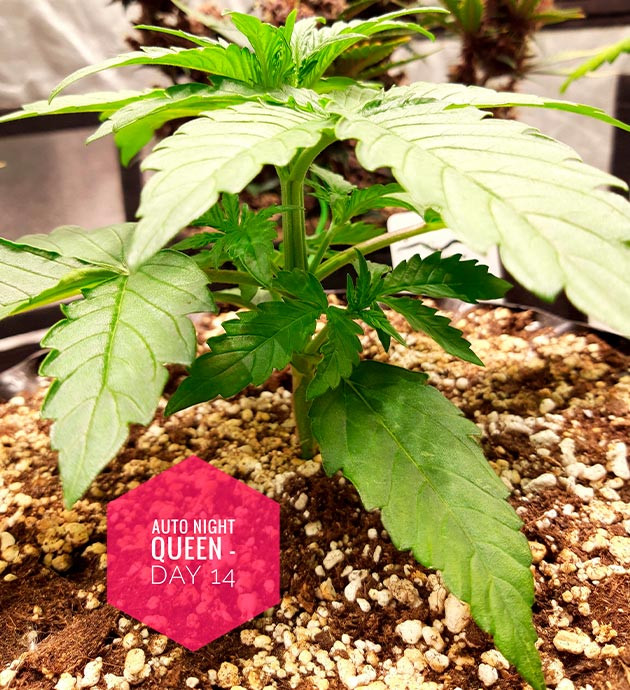 Auto Night Queen на 14 день выращивания Кустик с несколькими этажами листьев