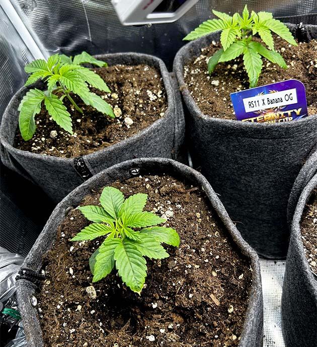 Пересадка и удобрения для марихуаны Растишки RS11 x Banana OG от Barney's Farm на 2 неделе