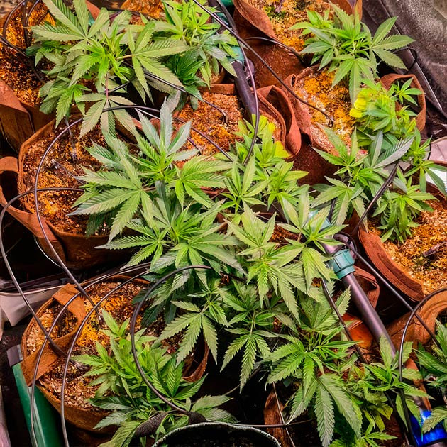 Выбор фаворитов среди ростков Green Crack 2.0 Green Crack 2.0: отбор лучших растений