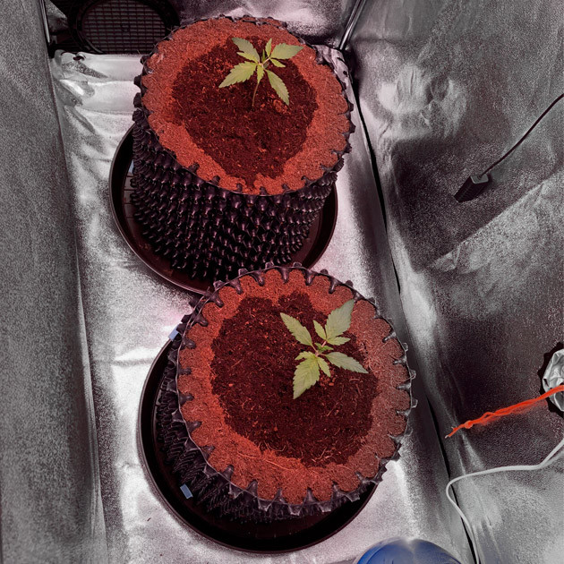 2 неделя выращивания Кусты Six Shooter Auto ростом 12 и 13 см