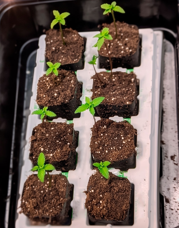 Полив и влажность марихуаны Ростки Bruce Banner #3 от Herbies Seeds на 1 неделе