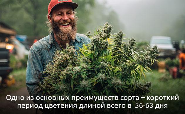 Особенности гровинга в индоре и аутдоре Основные характеристики выращивания