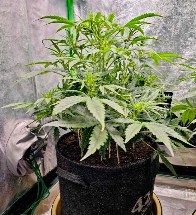 Конопля в фазе цветения с активным ростом