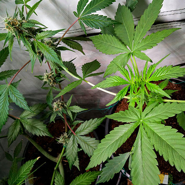 Куст Grandmommy Purple Auto на стадии вегетации