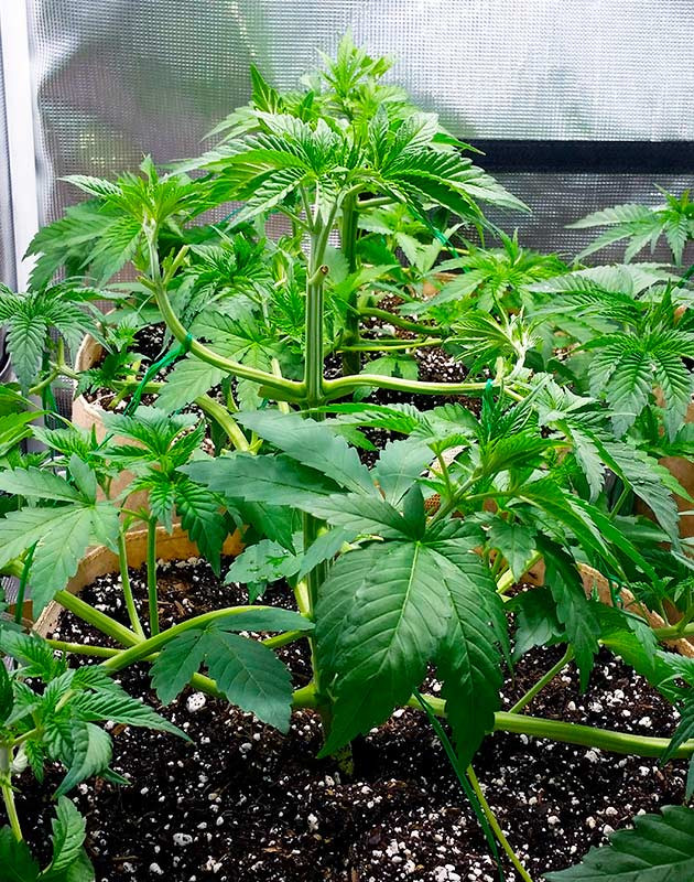 Применение техники LST и дефолиации Куст после техники LST