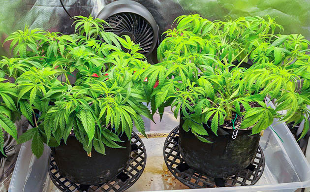 Шестая неделя выращивание каннабиса Появление точек роста шишек