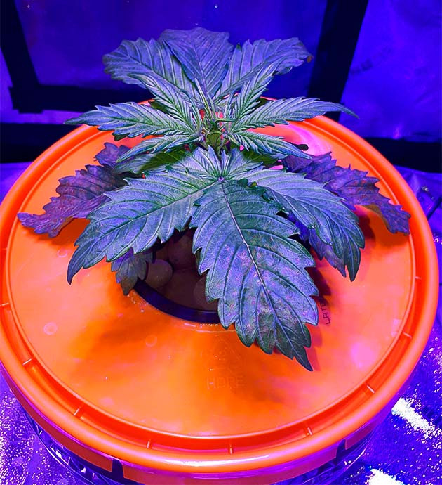 Кустик Northern Lights: первые успехи Ожоги и рост: баланс Northern Lights