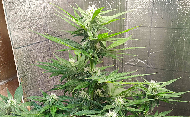 Появление запаха на 6 неделе Куст конопли ростом 55 см