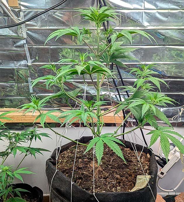 Кусты Peach Crescendo Auto RF3 от ETHOS Genetics на 5 неделе