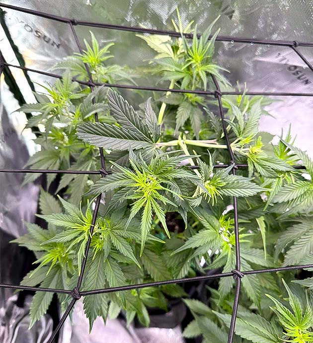 Полив и световой режим Дефолиация и удобрения