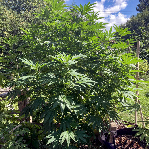 Начало цветения на 13 неделе Куст на 13 неделе выращивания