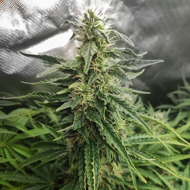 Остановка в росте и формирование шишек Центральная кола Auto White Widow