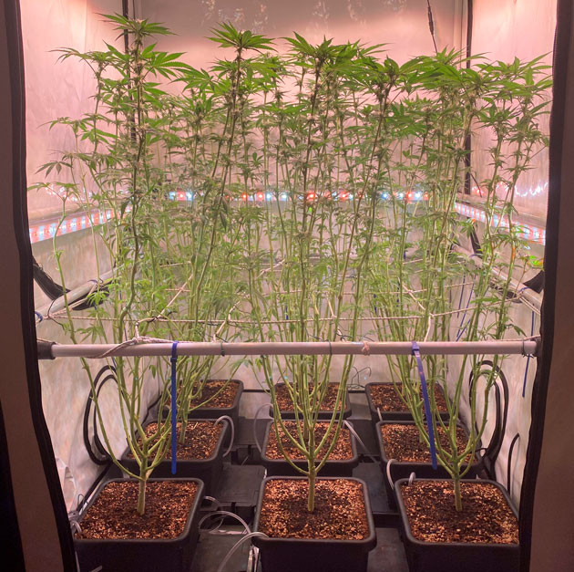 Последняя дефолиация конопли Orange Kush Cake R1 ростом 110 см