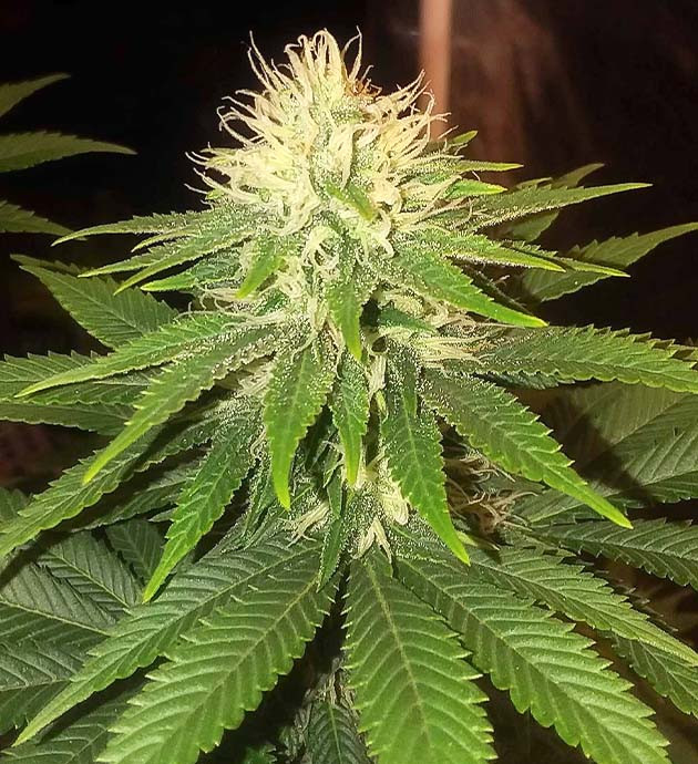 выращивание сорта конопли Pineapple Chunk Гроурепорт сорта Pineapple Chunk