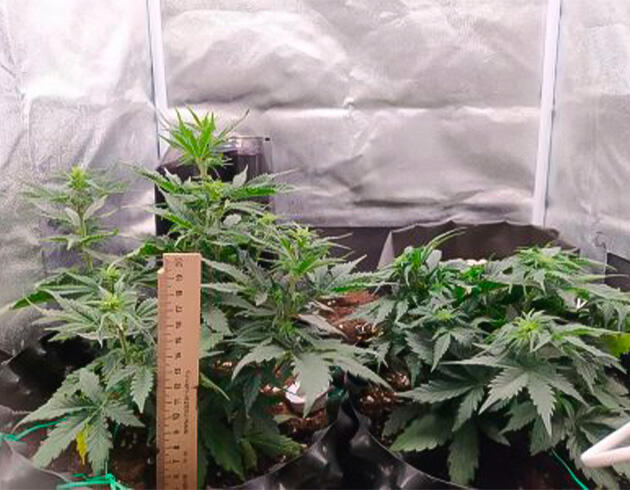 Кусты Wedding Cake Auto от Семяныча на 6 неделе
