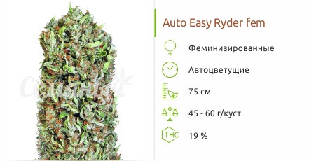 Сорт марихуаны Auto Easy Ryder Auto Easy Ryder от сидбанка Семяныч