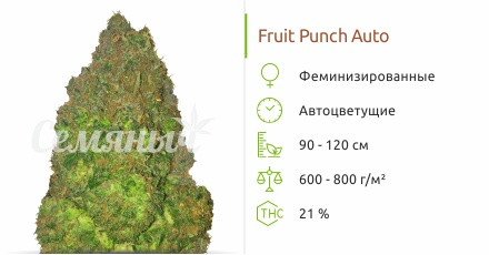 Сорт марихуаны Fruit Punch Auto Fruit Punch Auto от Heavyweight Seeds
