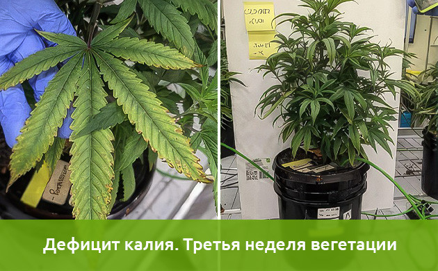 Ход эксперимента на дефицит калия Исследования недостатка калия в марихуане