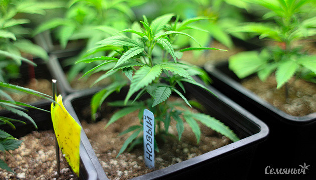 Бридинг: уникальные сорта конопли Как вывести новые сорта конопли самому