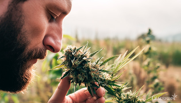 Система классификации терпеновых профилей без использования технического оборудования Классификация терпеновых профилей марихуаны